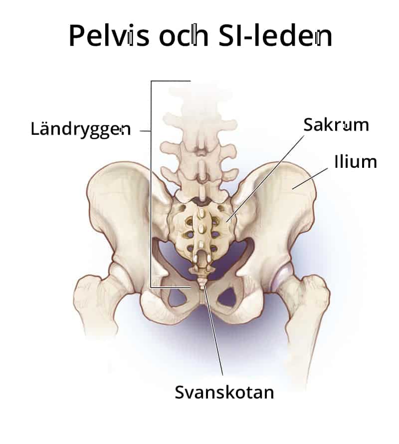 Pelvis och SI-leden Pelvis och SI-leden