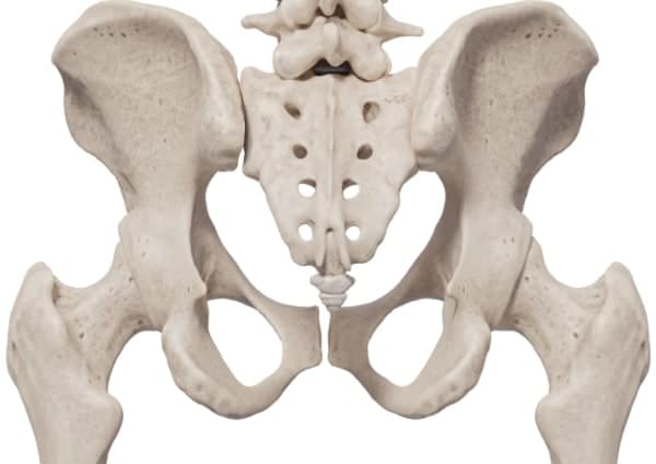 pelvis-bakifrån pelvis-bakifrån